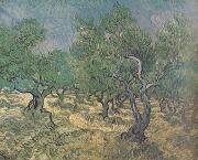 Vincent Van Gogh Olive Grove (nn04) painting